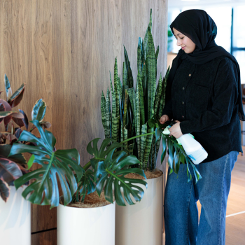 Woman in a hijab tending to potted snake plants and monstera in white planters against a wooden wall.